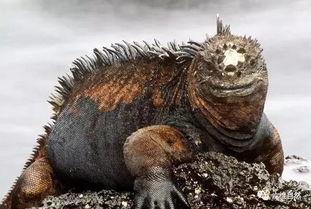 野生哥斯拉带你吃瓜,探寻美食之旅