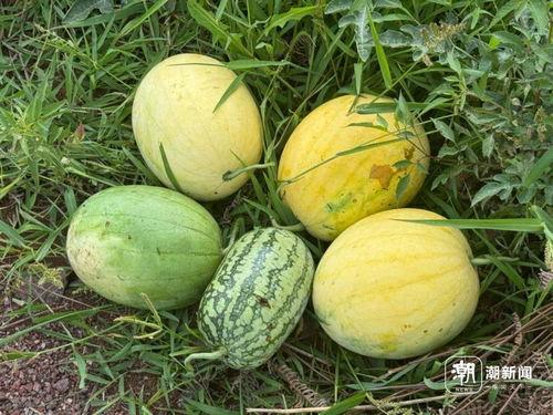 太空杀如何吃瓜,揭秘宇宙中的神秘“吃瓜”现象