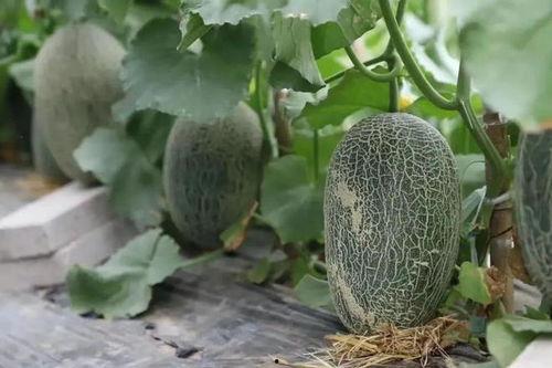 吃瓜的爱,吃瓜群众眼中的娱乐圈风云录