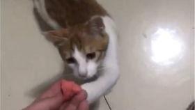 吃瓜直播猫猫吃西瓜,猫猫大快朵颐，西瓜成网红美食