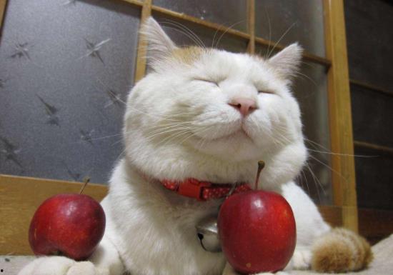 吃瓜直播猫猫吃西瓜,猫猫大快朵颐，西瓜成网红美食