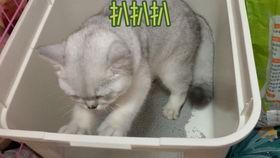 吃瓜直播猫猫吃西瓜,猫猫大快朵颐，西瓜成网红美食