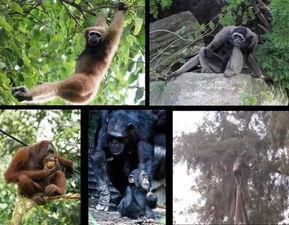 猿猴女吃瓜,揭秘热带雨林中的神秘食客