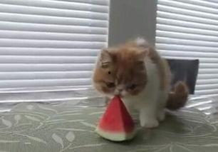 猫吃鲫瓜鱼,揭秘猫儿钟爱的鲫瓜鱼之谜