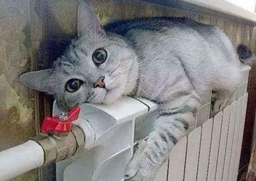 夏日吃瓜猫猫图,跟随猫猫一起享受吃瓜时光