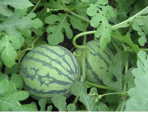 吃瓜调香,解锁夏日清新香氛新体验