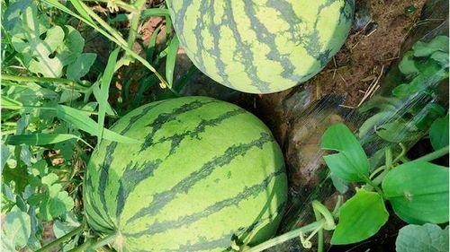 吃瓜网地址入口