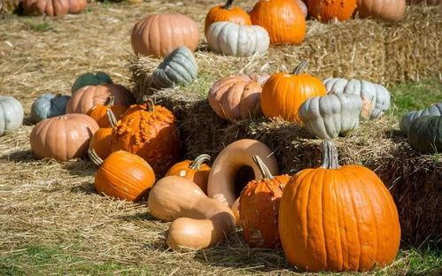 碰面再吃瓜,现场吃瓜大揭秘！