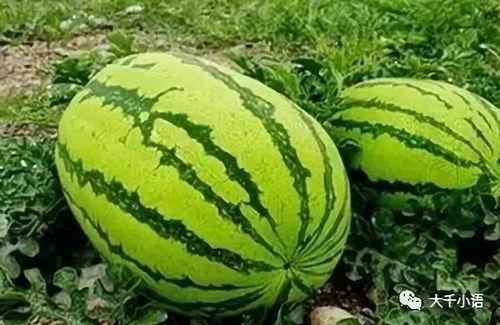 专吃大瓜,专吃大瓜，带你领略明星幕后故事