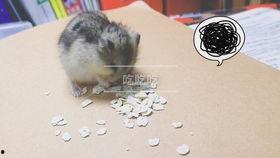 仓鼠吃瓜吃皮,瓜皮也能成为美味佳肴