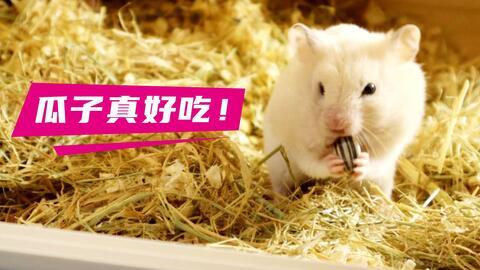 仓鼠吃瓜吃皮,瓜皮也能成为美味佳肴