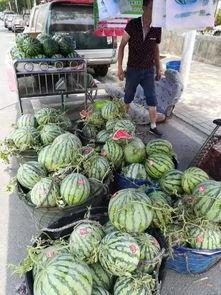 桑植吃瓜事件,一场网络热议背后的真相与反思