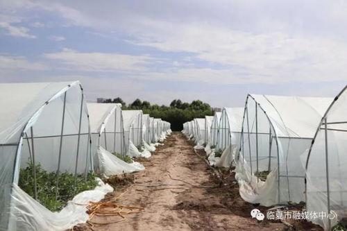 甘肃临夏吃瓜视频,甘肃特色美食之旅