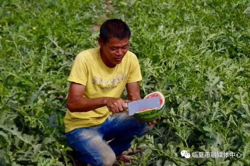 甘肃临夏吃瓜视频,甘肃特色美食之旅