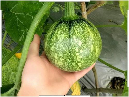 小昔吃瓜,揭秘娱乐圈那些不为人知的幕后故事