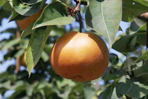 小昔吃瓜,揭秘娱乐圈那些不为人知的幕后故事