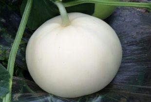 梨瓜可以过夜吃吗,夜间食用指南与注意事项