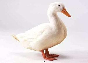 鸭子可以吃蒲瓜,鸭子的美味佳肴探索