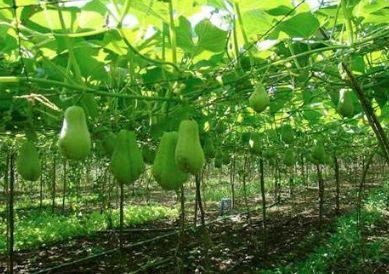 福寿瓜可以怎么吃