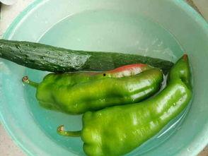 鸡吃瓜的图片,田园生活趣味多