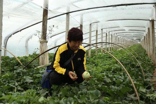 莱西吃瓜视频,揭秘网络红人幕后生活