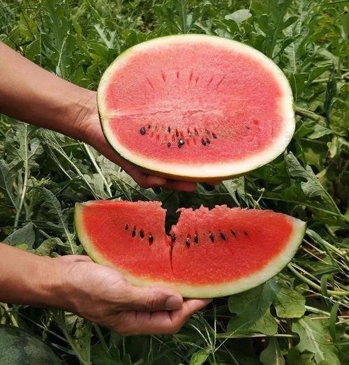 又是吃瓜的季节,吃瓜群众狂欢季