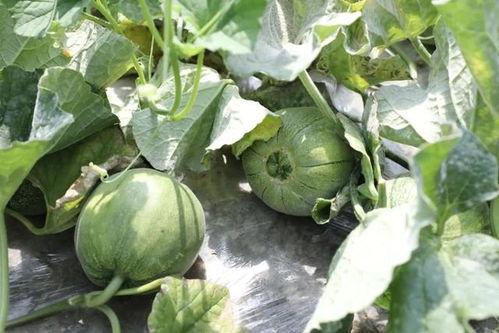 又是吃瓜的季节,吃瓜群众狂欢季