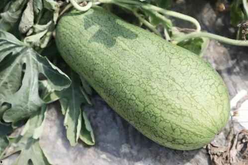 又是吃瓜的季节,吃瓜群众狂欢季