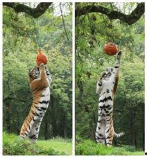 老虎吃瓜头像高清,笑谈世间百态