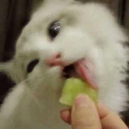 老虎吃瓜头像高清,笑谈世间百态