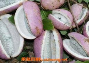 吃八月瓜给别人吃,传递甜蜜，共享自然馈赠