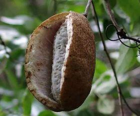 吃八月瓜给别人吃,传递甜蜜，共享自然馈赠