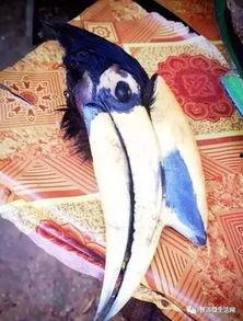 犀鸟吃瓜的图片