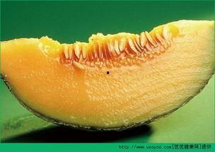 一天只吃哈密瓜体重