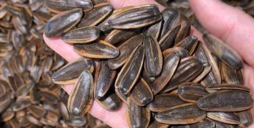 瓜子吃不吃瓜,吃不吃瓜的趣味探讨