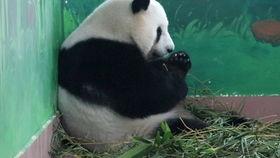 熊猫喜豆吃瓜,熊猫喜豆的夏日瓜果盛宴