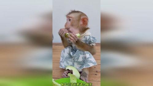 搞笑博主吃瓜,笑料百出，笑到肚子疼！