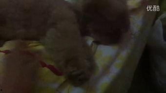 炸裂姐的吃瓜视频,揭秘娱乐圈幕后真相