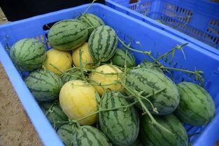 伊犁吃瓜群,揭秘新疆美食背后的故事