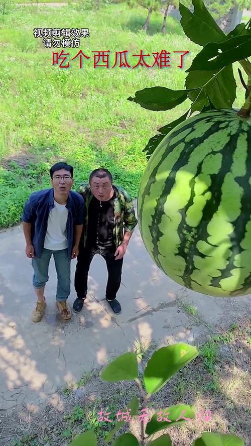 伊犁吃瓜群,揭秘新疆美食背后的故事