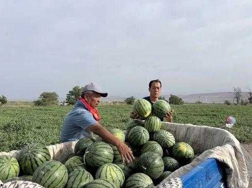 吃瓜泗水,一场美食与文化的盛宴