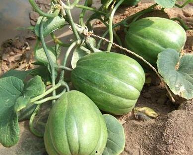 梦到自己挖到瓜吃,揭秘挖瓜吃梦的神秘寓意