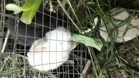 星辞吃瓜视角,揭秘娱乐圈背后的那些事儿