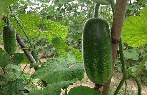 麦瓜如何打开盖子吃,美味尽享一夏