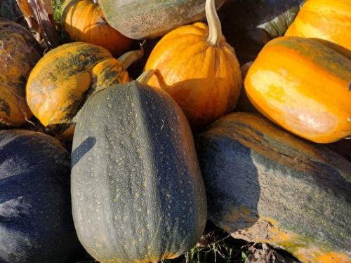 小瓜可以长期吃,健康生活的长期伴侣