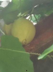 胰腺炎可以吃佛手瓜了吗,佛手瓜，可以放心食用吗？