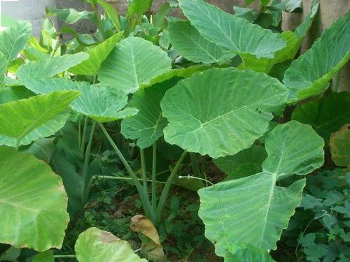 紫金吃瓜青芜,青芜背后的故事与启示