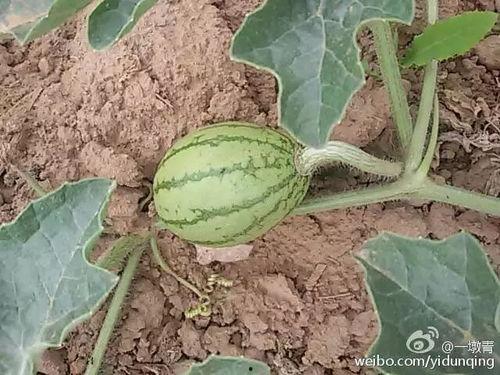 紫金吃瓜青芜,青芜背后的故事与启示