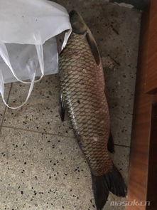 青魚吃瓜了嗎,一场神秘吃瓜之旅