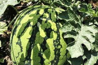 森林北吃瓜,瓜田里的悠闲时光